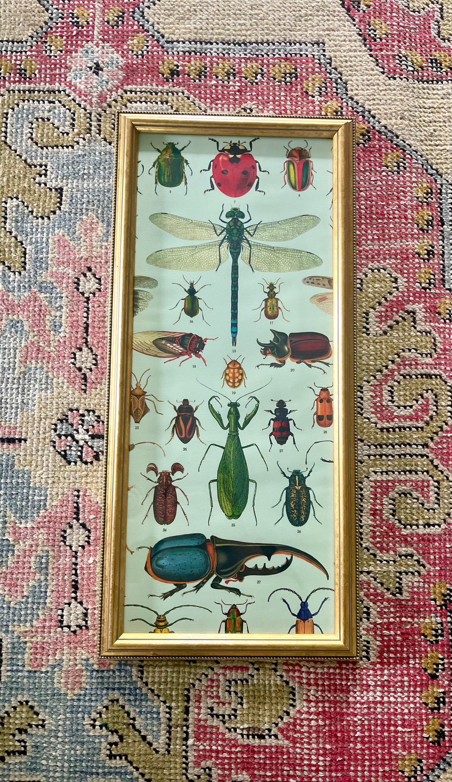 Bug Lithograph Framed in Gold