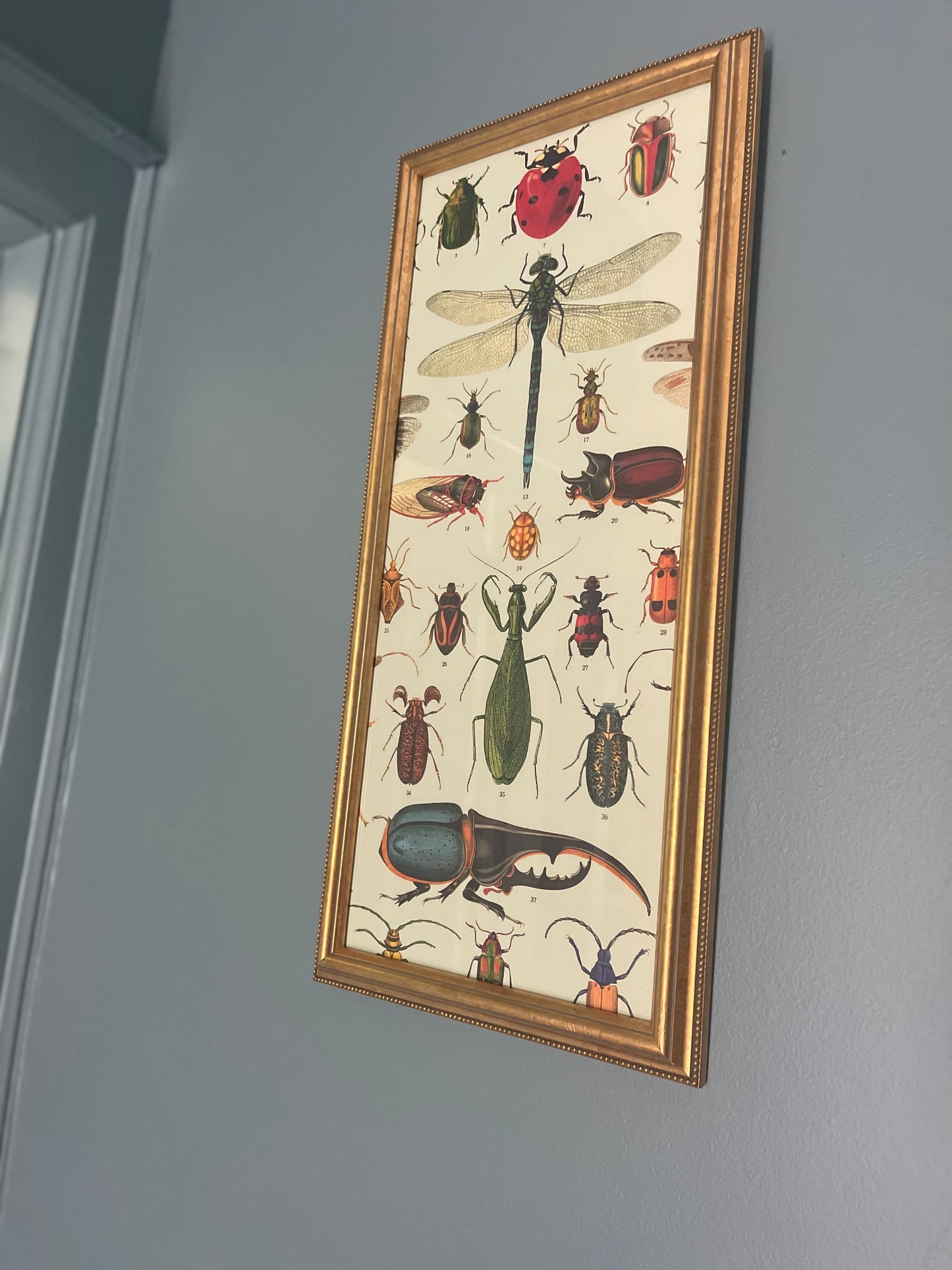 Bug Lithograph Framed in Gold